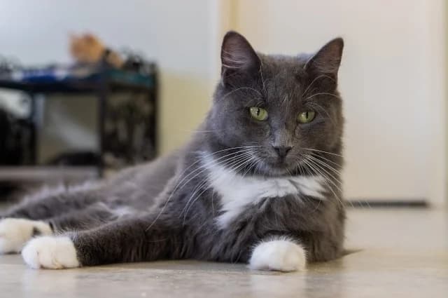 Cat 27630, female young Mixed Breed for adoption at Pets Tallinn Shelter, Tallinn
