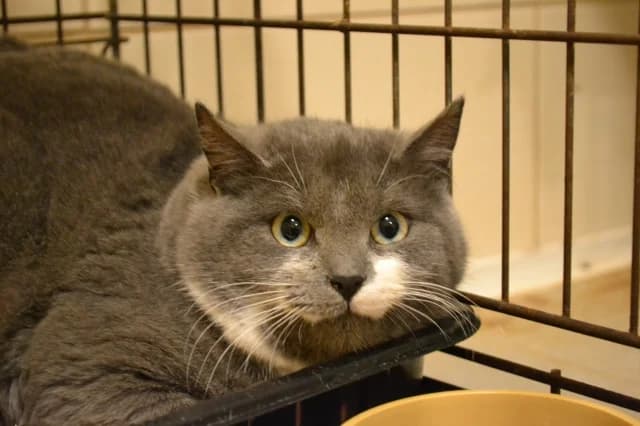 Cat 27713, Mixed Breed (Pets Tallinn Shelter)