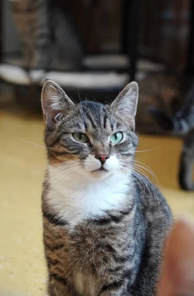 Cat 27727, female young Mixed Breed for adoption at Pets Tallinn Shelter, Tallinn