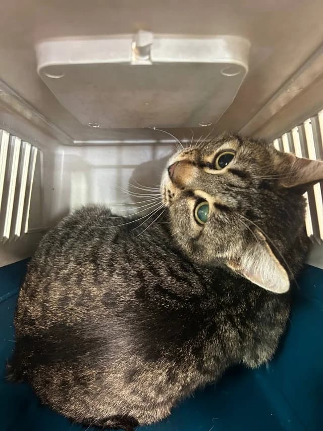 Cat 27746, Mixed Breed (Pets Tallinn Shelter)