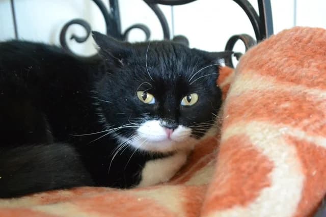 Cat 27748, Mixed Breed (Pets Tallinn Shelter)