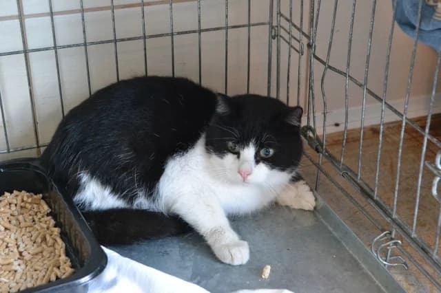 Cat 27758, Mixed Breed (Pets Tallinn Shelter)