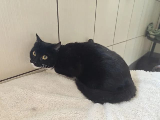 Cat 27759, Mixed Breed (Pets Tallinn Shelter)
