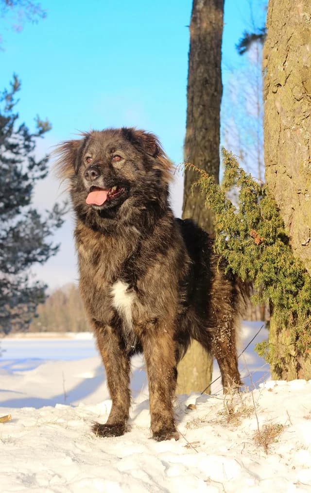 Barni, female young Mixed Breed for adoption at Pets Tallinn Shelter, Tallinn