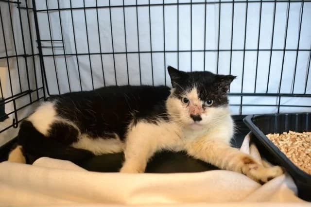 Cat 27774, Mixed Breed (Pets Tallinn Shelter)