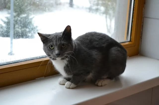 Cat 27778, Mixed Breed (Pets Tallinn Shelter)