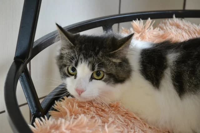 Cat 27825, Mixed Breed (Pets Tallinn Shelter)