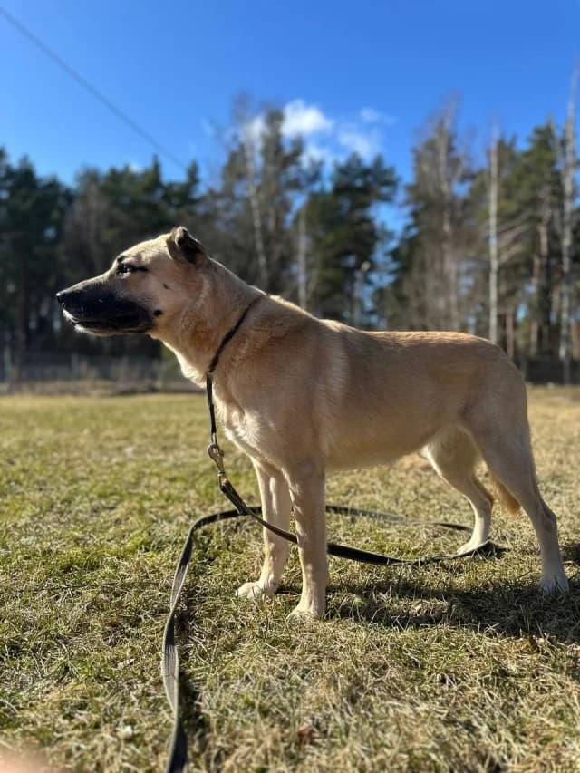 Alma, female young Mixed Breed for adoption at Pets Tallinn Shelter, Tallinn