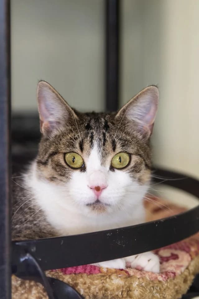 Cat 27926, Mixed Breed (Pets Tallinn Shelter)