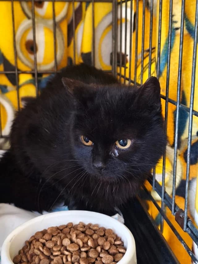 Cat 27949, Mixed Breed (Pets Tallinn Shelter)