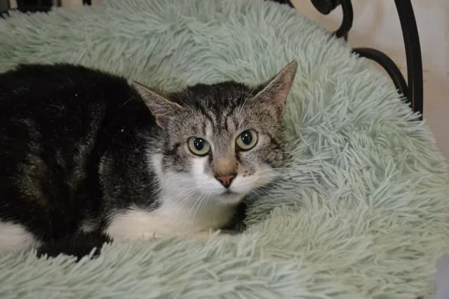 Cat 27968, Mixed Breed (Pets Tallinn Shelter)