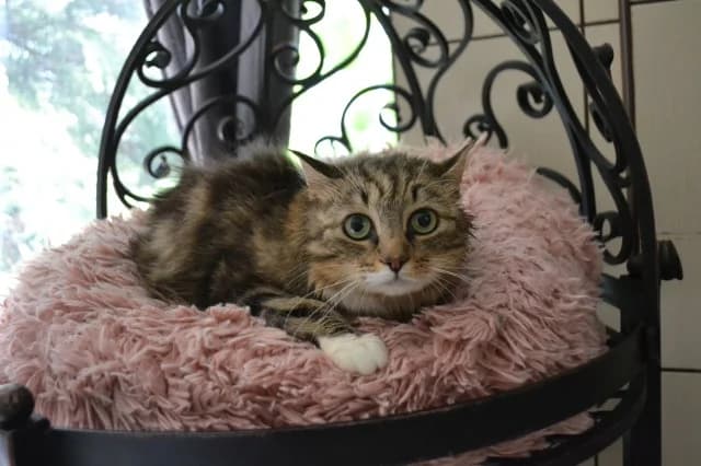 Cat 27990, Mixed Breed (Pets Tallinn Shelter)