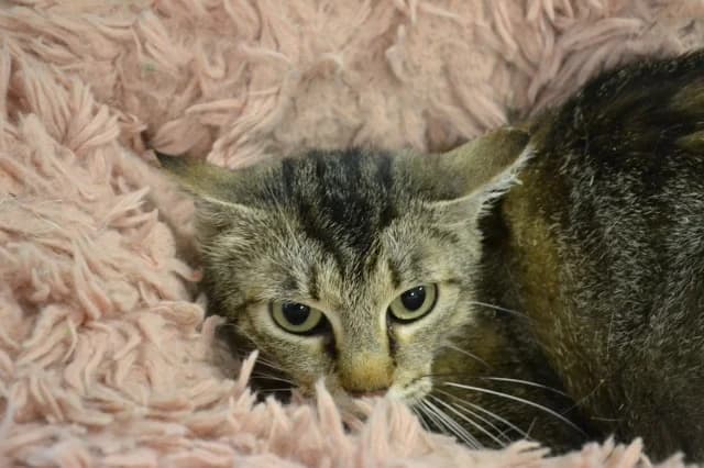 Cat 28013, Mixed Breed (Pets Tallinn Shelter)