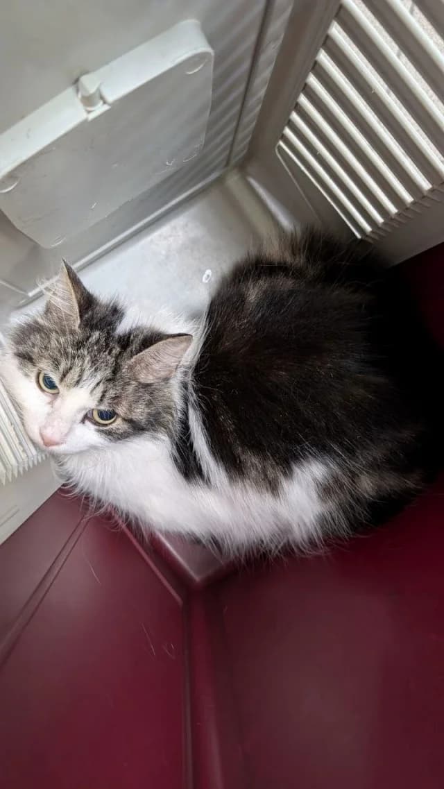 Cat 28044, Mixed Breed (Pets Tallinn Shelter)