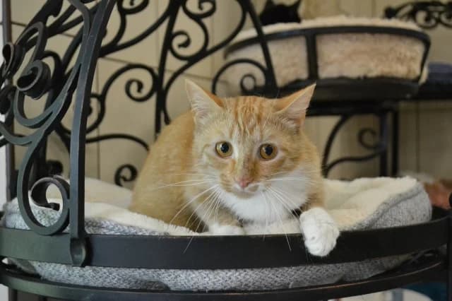 Cat 28054, Mixed Breed (Pets Tallinn Shelter)