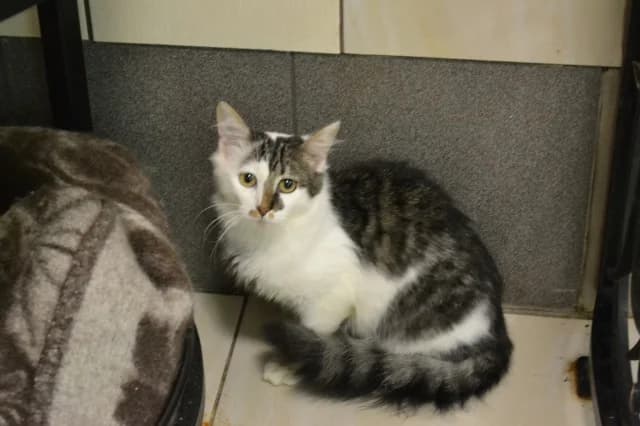 Cat 28066, Mixed Breed (Pets Tallinn Shelter)