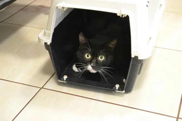Cat 28076, Mixed Breed (Pets Tallinn Shelter)