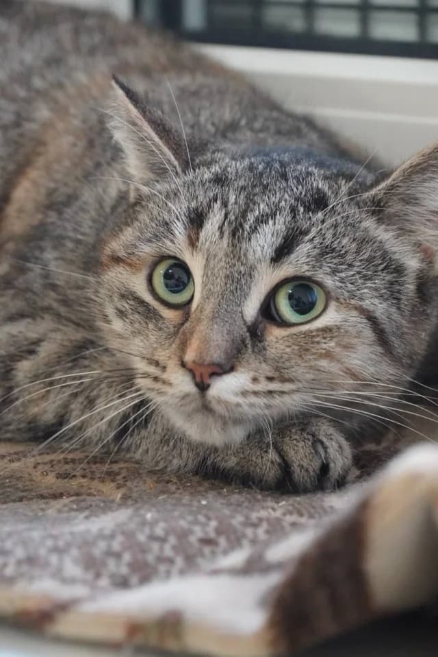 Cat 28104, female young Mixed Breed for adoption at Pets Tallinn Shelter, Tallinn