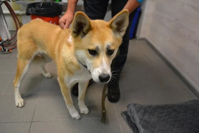 Gisele, female young Mixed Breed for adoption at Pets Tallinn Shelter, Tallinn