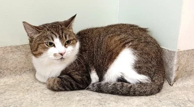 Cat 28129, female young Mixed Breed for adoption at Pets Tallinn Shelter, Tallinn