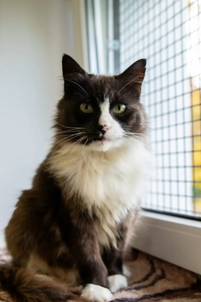 Cat 28130, female young Mixed Breed for adoption at Pets Tallinn Shelter, Tallinn