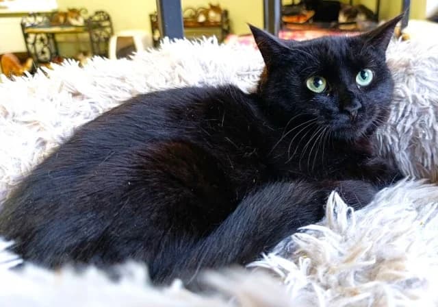 Cat 28131, female young Mixed Breed for adoption at Pets Tallinn Shelter, Tallinn
