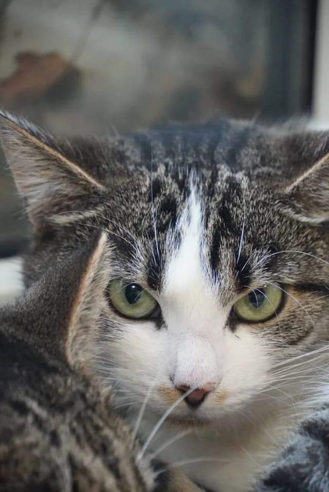 Cat 28132, female young Mixed Breed for adoption at Pets Tallinn Shelter, Tallinn