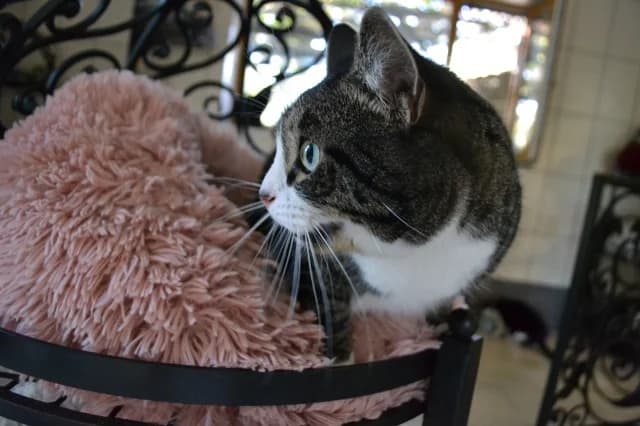 Cat 28156, Mixed Breed (Pets Tallinn Shelter)