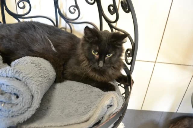 Marsel, Mixed Breed (Pets Tallinn Shelter)