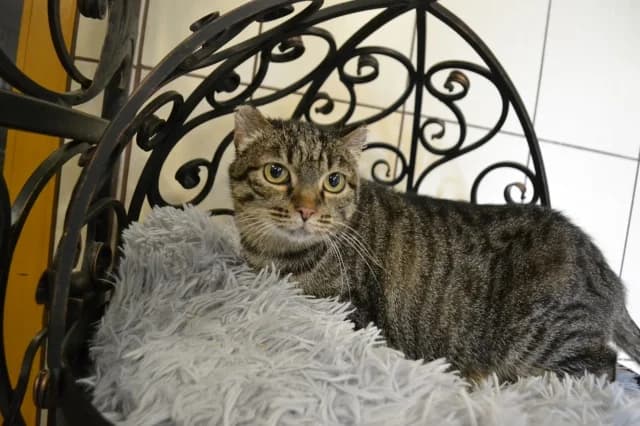 Murka, Mixed Breed (Pets Tallinn Shelter)