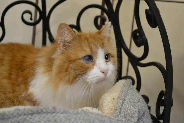 Persik, Mixed Breed (Pets Tallinn Shelter)