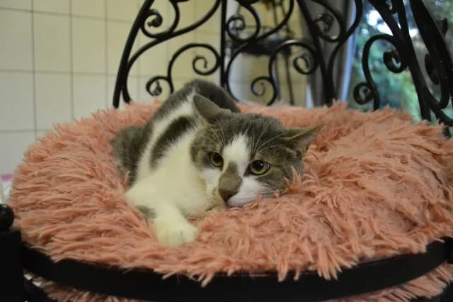Cat 28172, Mixed Breed (Pets Tallinn Shelter)