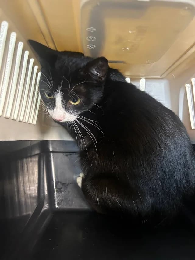 Cat 28179, Mixed Breed (Pets Tallinn Shelter)