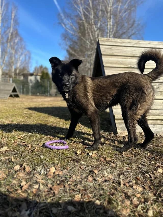 Johan, female young Mixed Breed for adoption at Pets Tallinn Shelter, Tallinn