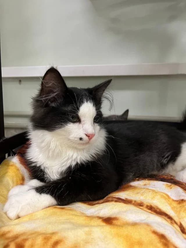Cat 28202, female young Mixed Breed for adoption at Pets Tallinn Shelter, Tallinn
