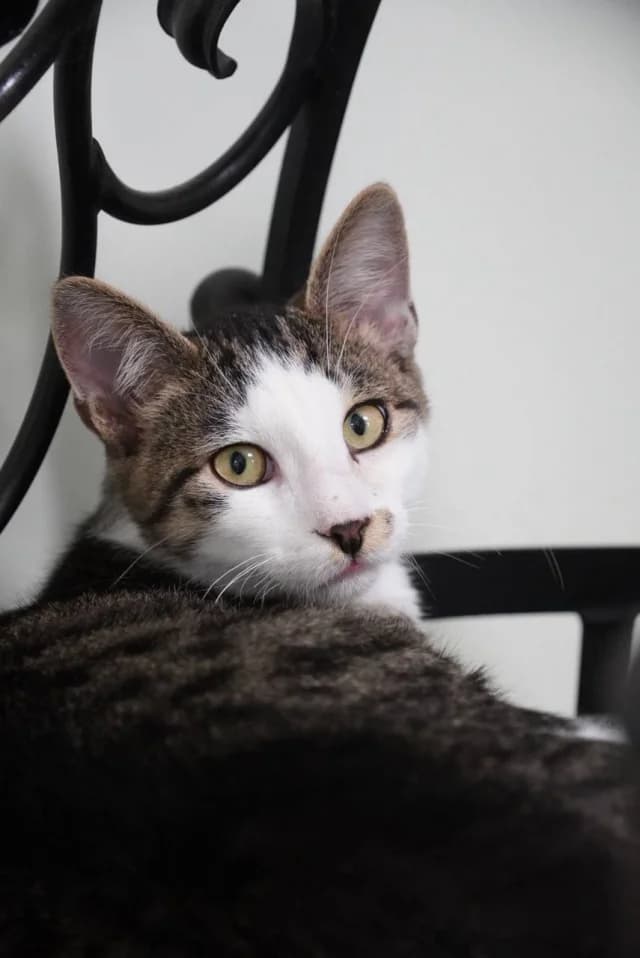 Cat 28206, female young Mixed Breed for adoption at Pets Tallinn Shelter, Tallinn