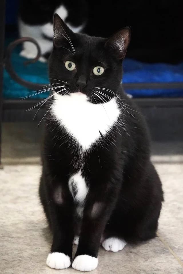 Cat 28214, female young Mixed Breed for adoption at Pets Tallinn Shelter, Tallinn