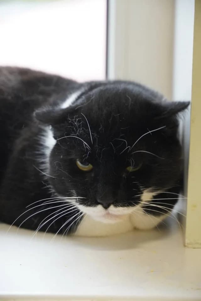 Cat 28215, female young Mixed Breed for adoption at Pets Tallinn Shelter, Tallinn
