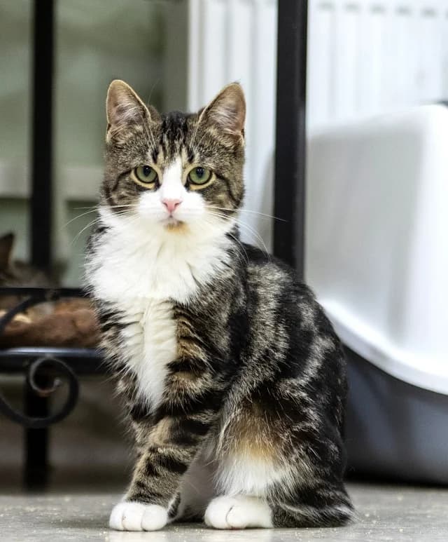Cat 28217, female young Mixed Breed for adoption at Pets Tallinn Shelter, Tallinn