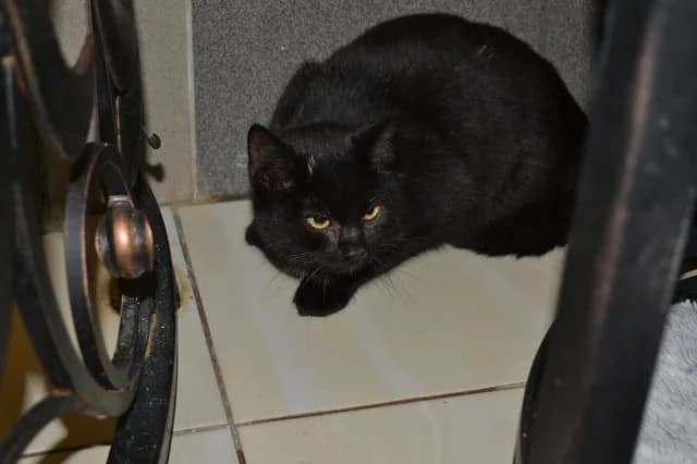 Cat 28226, Mixed Breed (Pets Tallinn Shelter)