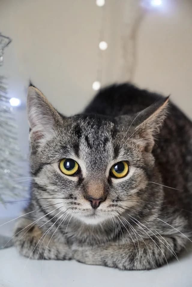 Cat 28244, female young Mixed Breed for adoption at Pets Tallinn Shelter, Tallinn