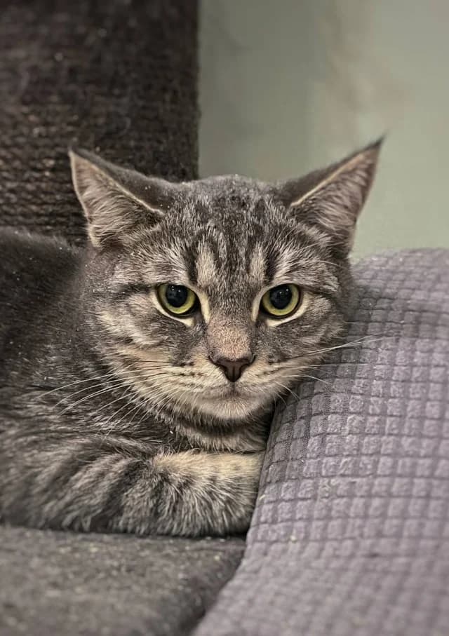 Cat 28258, Mixed Breed (Pets Tallinn Shelter)
