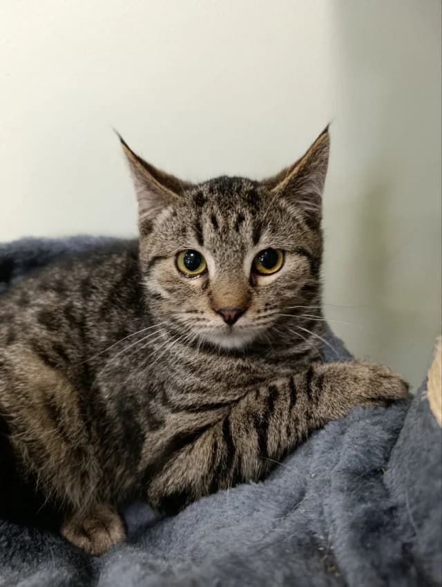 Cat 28273, Mixed Breed (Pets Tallinn Shelter)