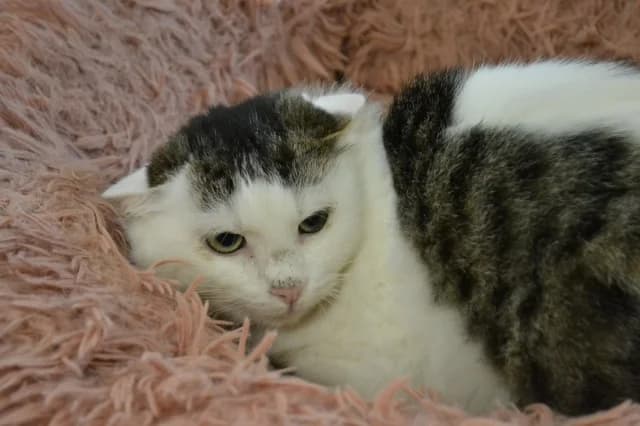 Cat 28274, Mixed Breed (Pets Tallinn Shelter)
