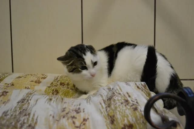 Cat 28276, Mixed Breed (Pets Tallinn Shelter)