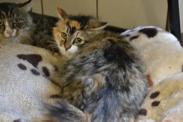 Cat 28277, Mixed Breed (Pets Tallinn Shelter)