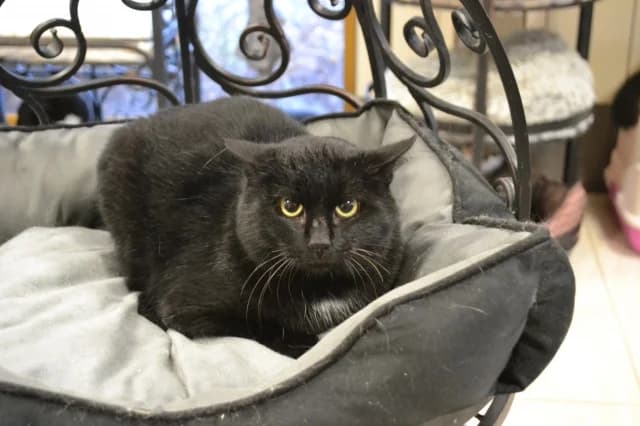Cat 28279, Mixed Breed (Pets Tallinn Shelter)