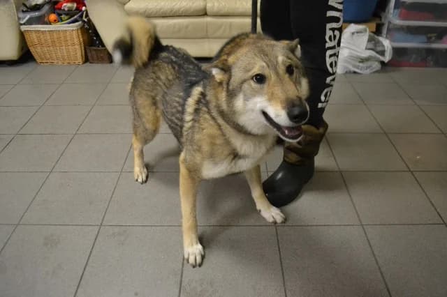 Dans, female young Mixed Breed for adoption at Pets Tallinn Shelter, Tallinn