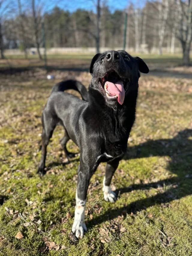 Boss, female young Mixed Breed for adoption at Pets Tallinn Shelter, Tallinn