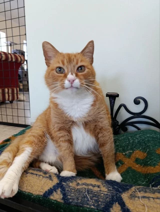 Cat 28290, female 5yo Mixed Breed for adoption at Pets Tallinn Shelter, Tallinn